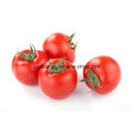 Licopeno natural CAS No 502-65-8 Extracto de tomate